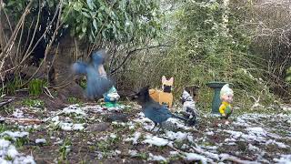 TV for Cats: Nature Sounds, Squirrels, and Birds with the Winter Snow Melting by FurLife 139 views 1 year ago 1 hour, 16 minutes