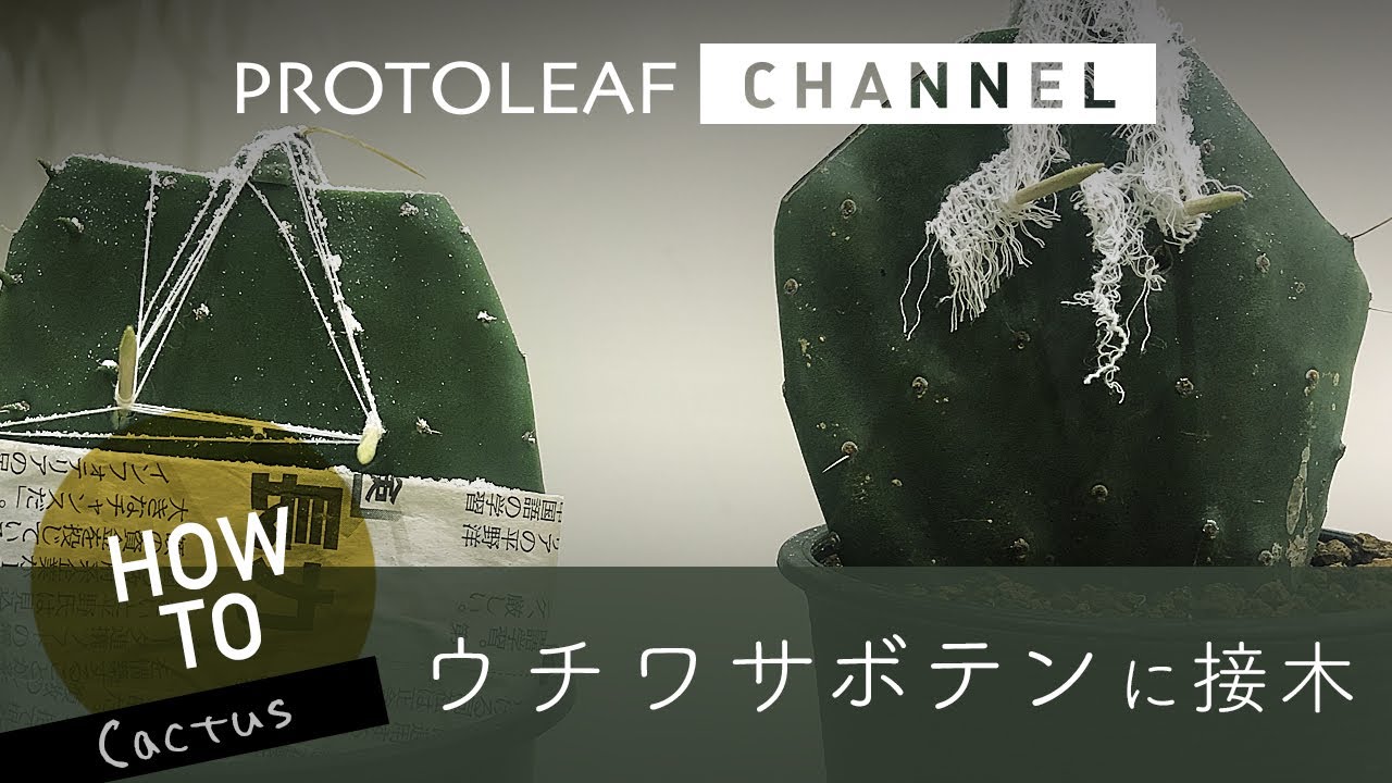 ガーデニング】ウチワサボテンに接木 接木のメカニズム - YouTube
