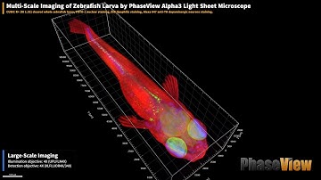 Multi-Scale Imaging of Zebrafish Larva by PhaseView Alpha3 Light Sheet Microscope