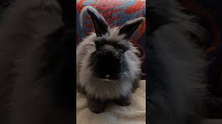 Bart The Bunny