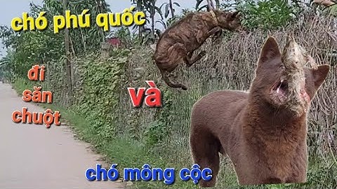 So sánh chó phú quốc và mông cộc năm 2024