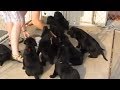 Litter of Labrador puppies sit and wait for food