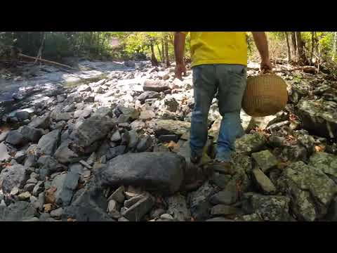 Mushroom Hunt Down The Creek - Part 4  - Unintentional ASMR