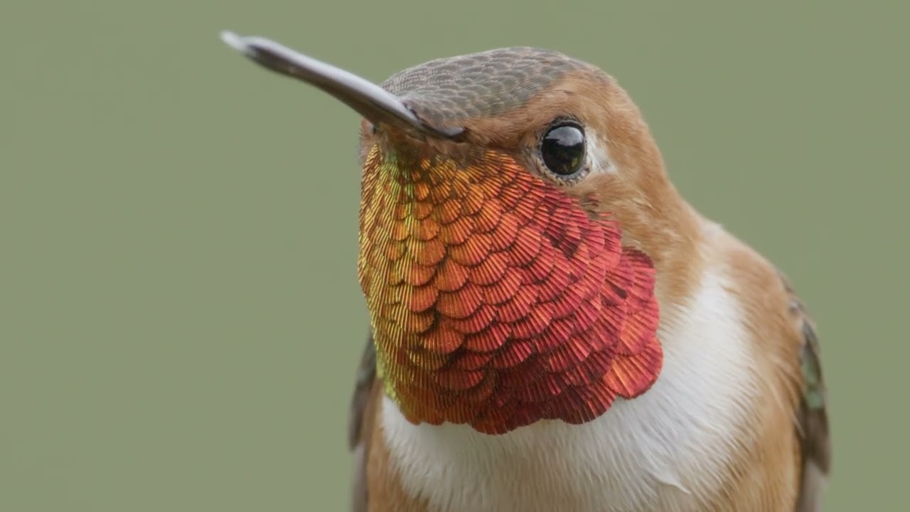 INCREDIBLE Hummingbird Photography Workshop in BC | Book Now for Summer 2026