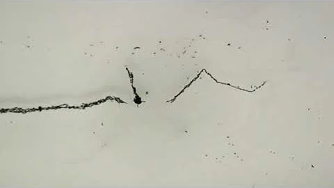 Teslaphoresis of Carbon Nanotubes