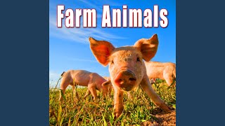 Download Lagu Small Chicken Coop with Nervous Chickens and Baby Chicks Running Around