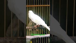 PANCINGAN KENARI MACET 100% BERHASIL BUNYI GACOR LAGI #kenari #kenarigacor #aviary #aviaryindonesia