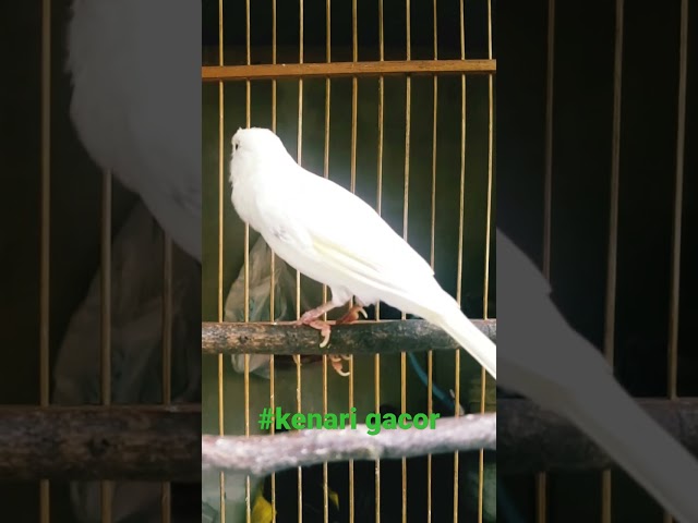 PANCINGAN KENARI MACET 100% BERHASIL BUNYI GACOR LAGI #kenari #kenarigacor #aviary #aviaryindonesia class=