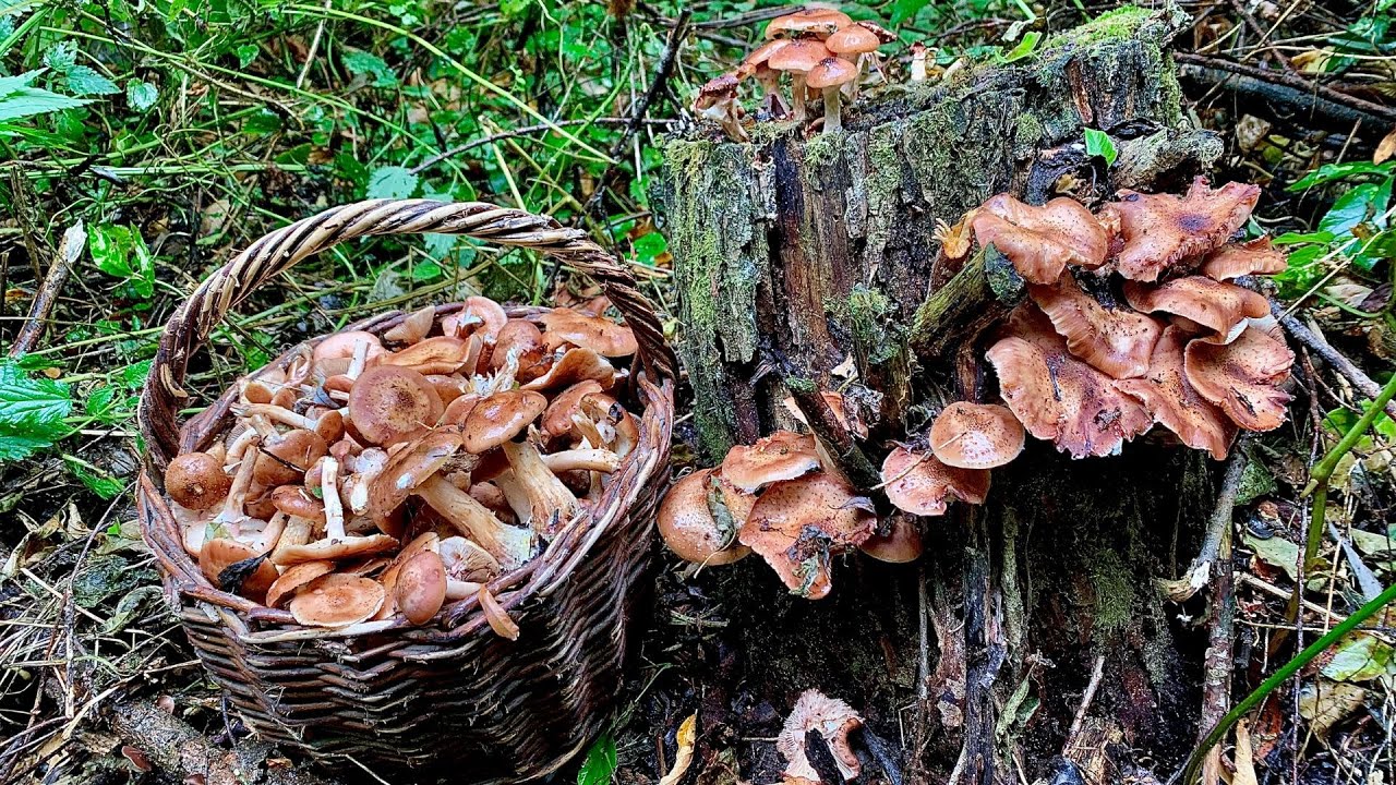 Все в ГРИБАХ! Осенние грибы Опята