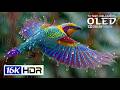 Amazing OLED HDR Test 16K Video | 8K HDR Dolby Vision 240FPS (8K/4K Video TV)