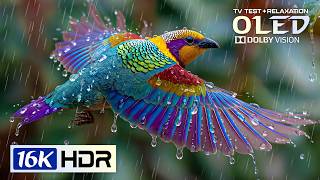 Amazing OLED HDR Test 16K Video | 8K HDR Dolby Vision 240FPS (8K/4K Video TV)