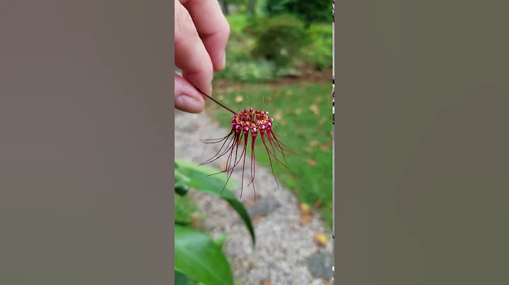B. Fascination 'Red Devil' doing its thing...Amy F...