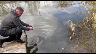 Зарыбление пруда Карпом🐠🐠🐠