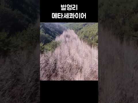 영덕 여행 필수코스 메타세콰이어길