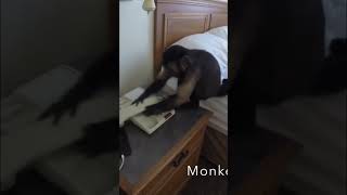 Monkey JUMPING on the bed #monkey #fun #playing #cute #shorts