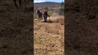 Labrando la tierra en el rancho en mi lindo Zacatecas #viral #zacatecas #campomexicano #rancho