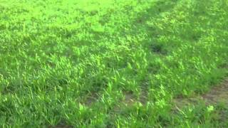 Gluonpilot auto-landing