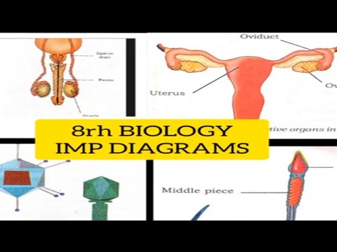 8 Biology important diagrams|8th class Biology diagrams ...