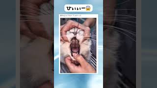 寄生虫かと思った… #shorts #animals #猫#ハプニング#tiktokvideo