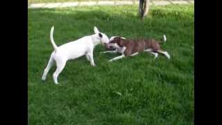 Bullterrier Max N Morgan Da Pit Pit Playing