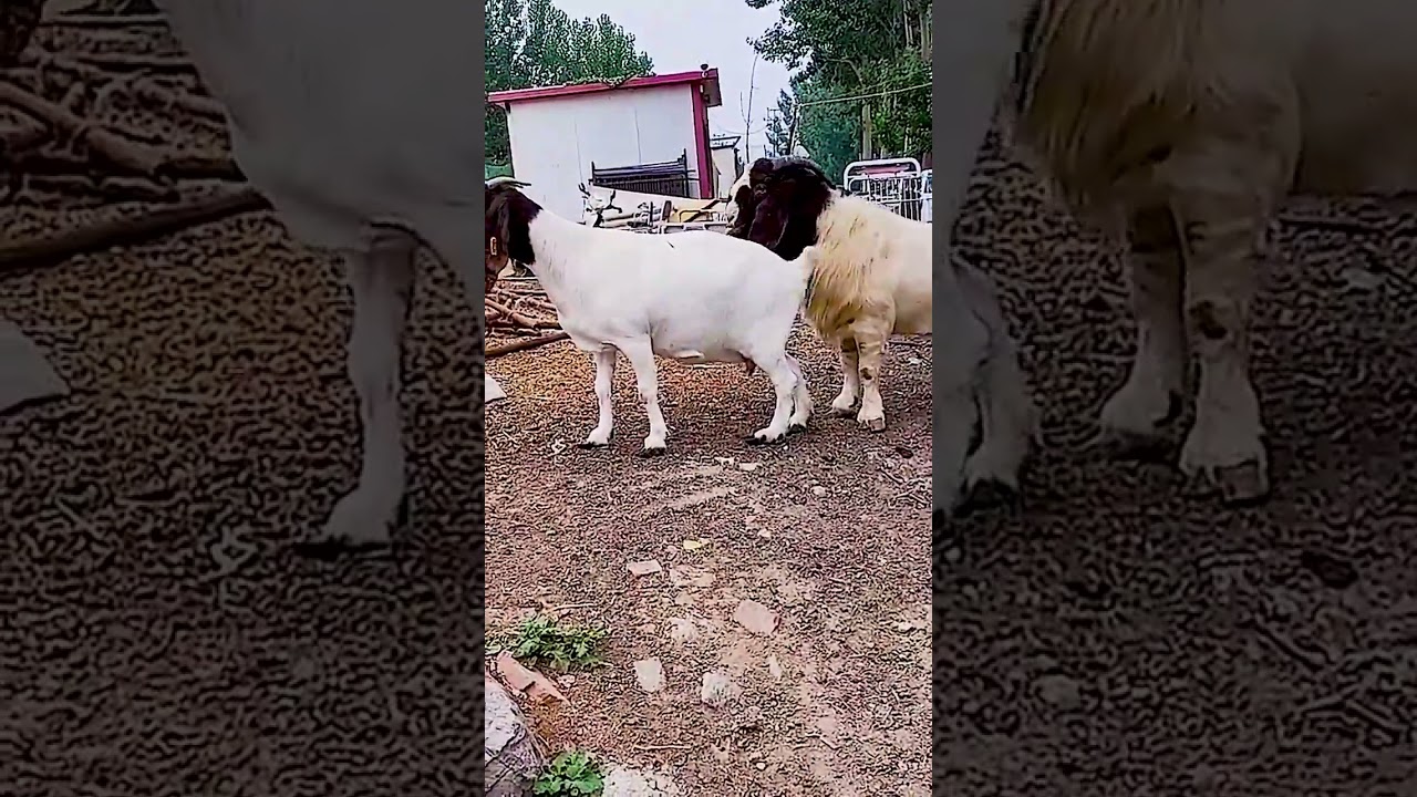 The backup boys are starting to go into battle 2350