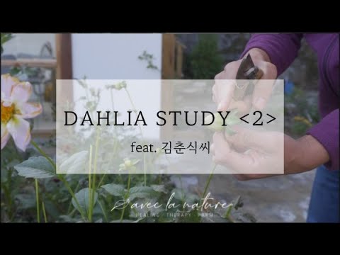 Видео: Dahlias: тарих, арчлах