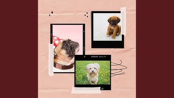 Spectacular Ambience for Lazy Puppy Afternoons