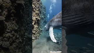 The Last Giant of the Ocean | Blue Whale Documentary Short #shots #shortsfeed