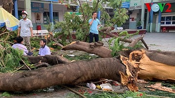 GIẢI PHÁP CHO CÂY XANH TRONG TRƯỜNG HỌC VÀ ĐÔ THỊ