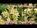 Cây Giống Mộc Hương Siêu Hoa Trồng Chậu Cực Đẹp