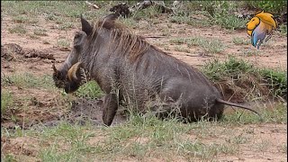 Pumba The Warthog Likes Getting Dirty.