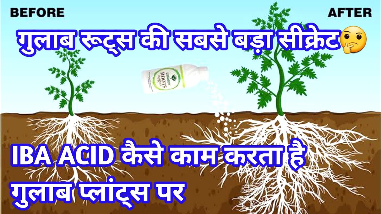 Rose पर IBA indole butyric acid 3 indole butyric acid |auxin hormone root multiplier
