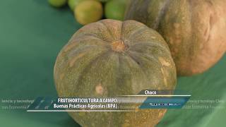 Frutihorticultura a campo en Chaco