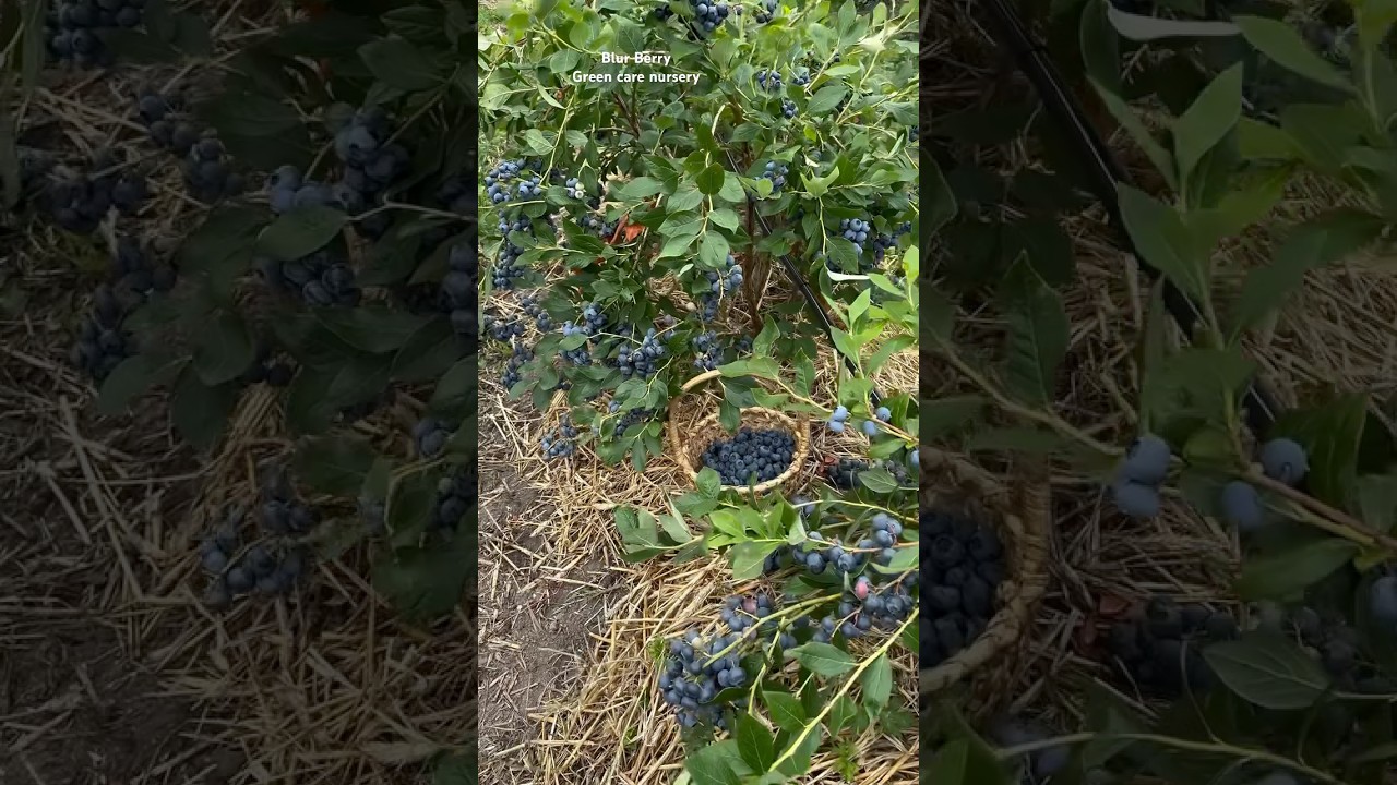 🫐 Blueberry Farming in India | Tiny Fruit, Big Profit! 💸🌿