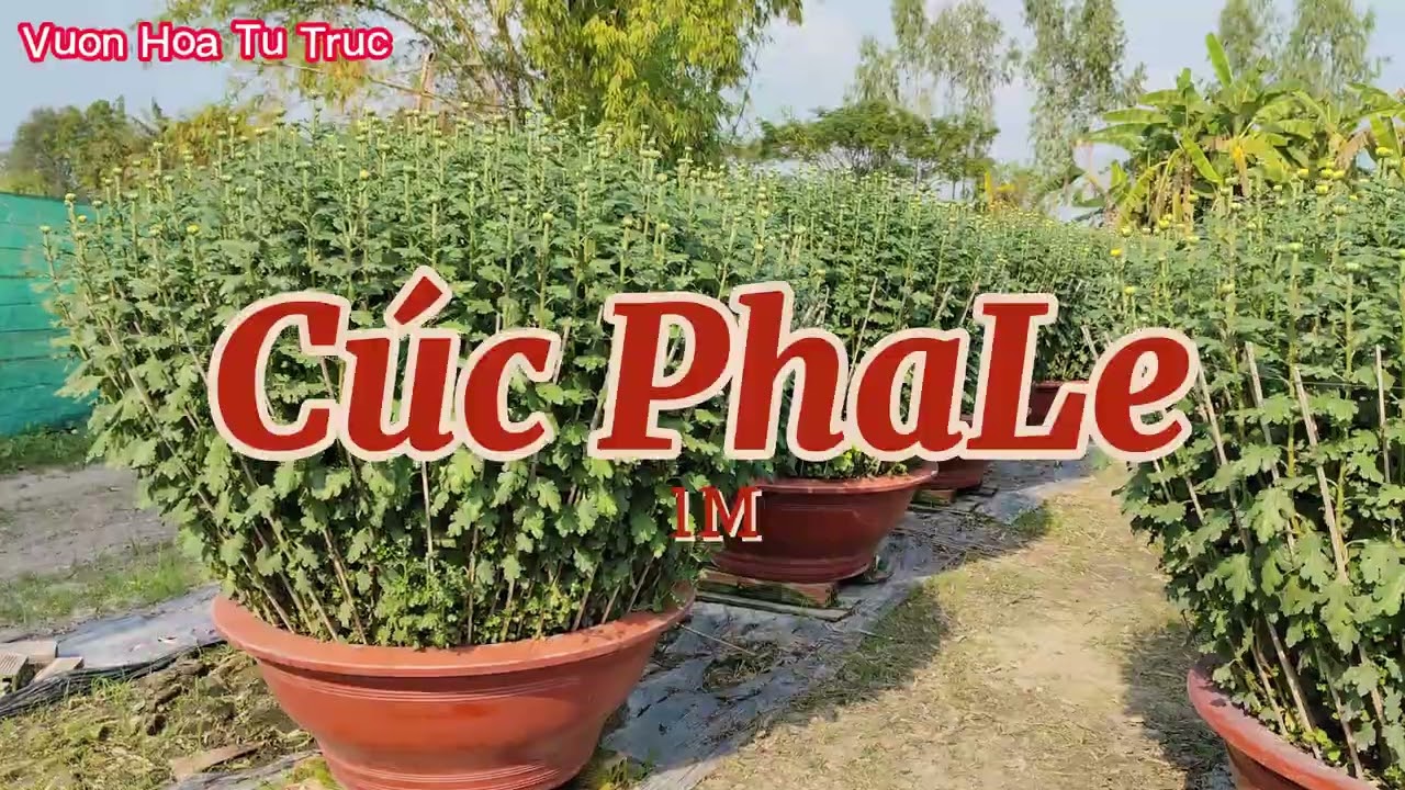 Cập Nhật Hoa Tết Vườn Hoa Tư Trực 2-12-2025. Mọi Người Muốn Mua Hoa Tết Sỉ Lẻ LHS: 0986134733