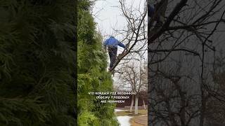 Весенняя обрезка плодовых деревьев | Как сохранить сад и получить хороший урожай?