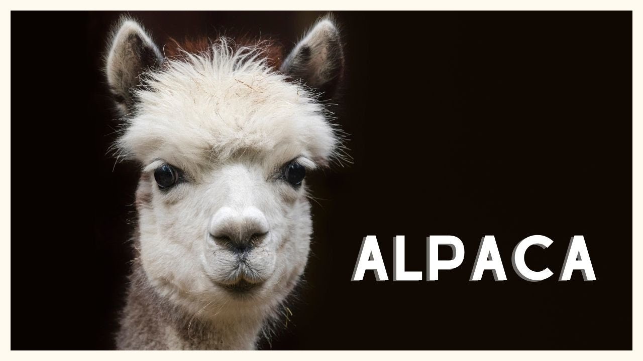 Alpaca sound in the natural habitat of the Andes! YouTube