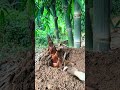 Fresh Bamboo Shoots from the High Mountains #viral #satisfying #shortsfeed #bamboo #bambooshoots