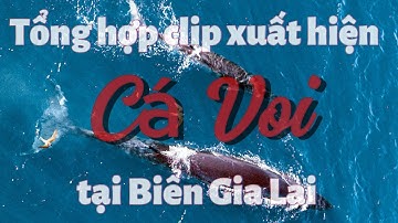Cá Voi Xuất Hiện Gần Bờ Biển Gia Lai 2025