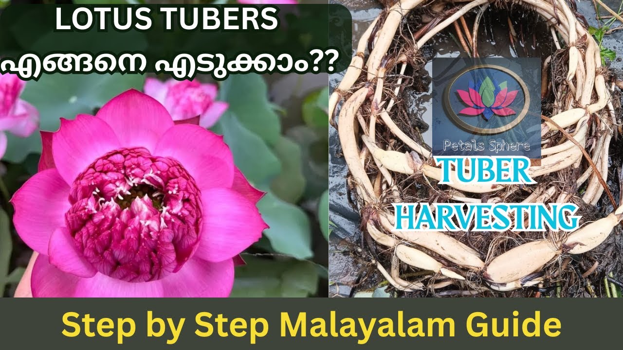 എങ്ങനെ ലോട്ടസ് ട്യൂബർ എടുക്കാം? | Tuber Harvesting Explained@Petalssphere. With English subtitles.