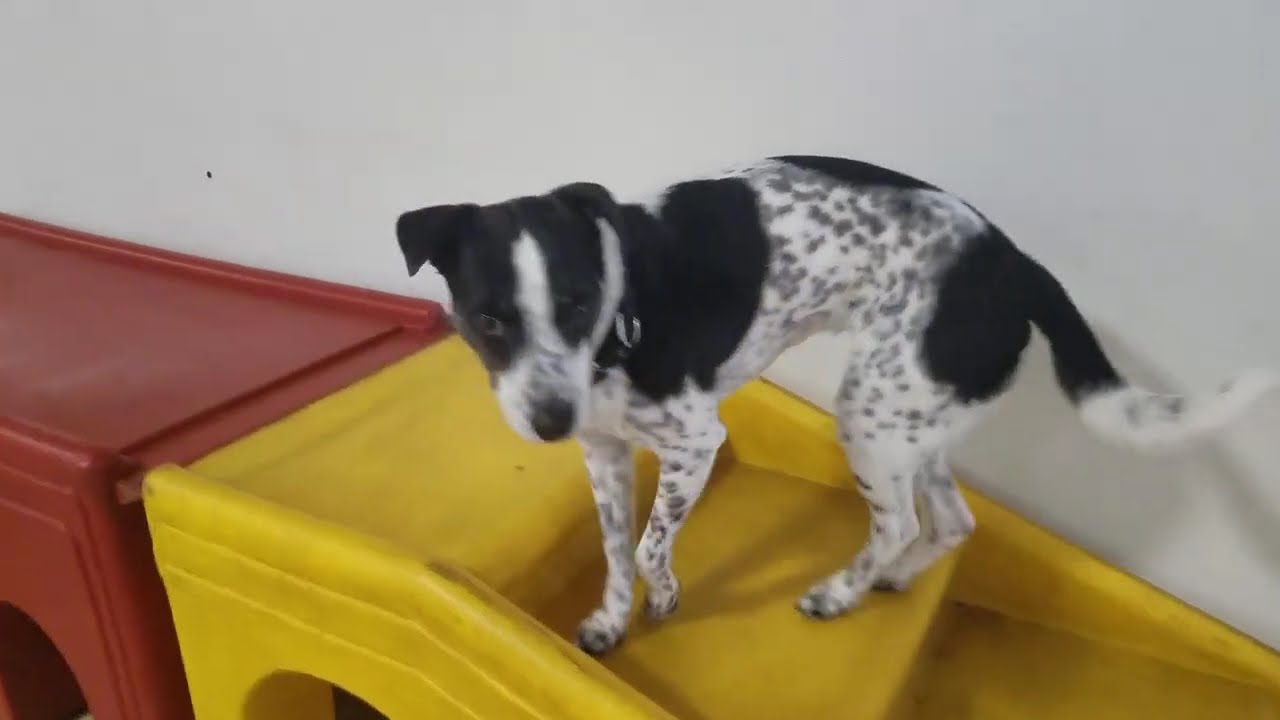 Playtime at Dogs On The Farm & Cats Too!