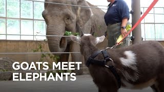 Tiny Goats Visit Elephants