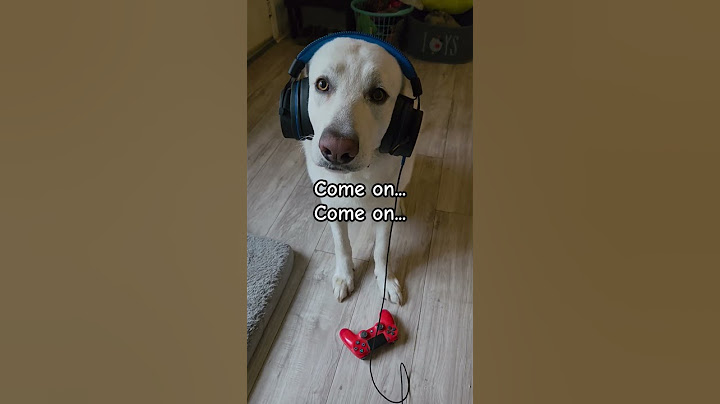 when you win on your game 😃 #cute #dog #pets #petlover #shorts #puppy
