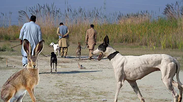 Hare Hunting with Greyhounds In Pakistan | Film about Greyhound vs Hare | Galgos @ExplorePotohar