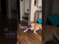 【就寝ルーティン】柴犬おいもと坊っちゃんの寝る前のひととき😴💤#shorts