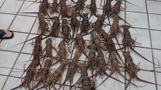 Mini Lobster Season 2021 Cudjoe Keys