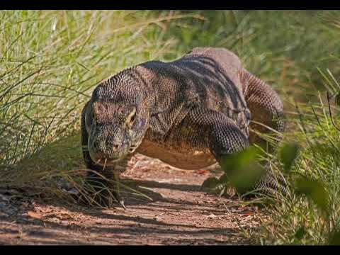 Komodo dragon sounds - YouTube