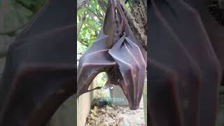 Ультразвуковая летучая мышь #амитеш #животные #физика