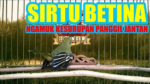Cipoh Sirtu Betina Gacor Dor Ngamuk Kesurupan Panggil Jantan