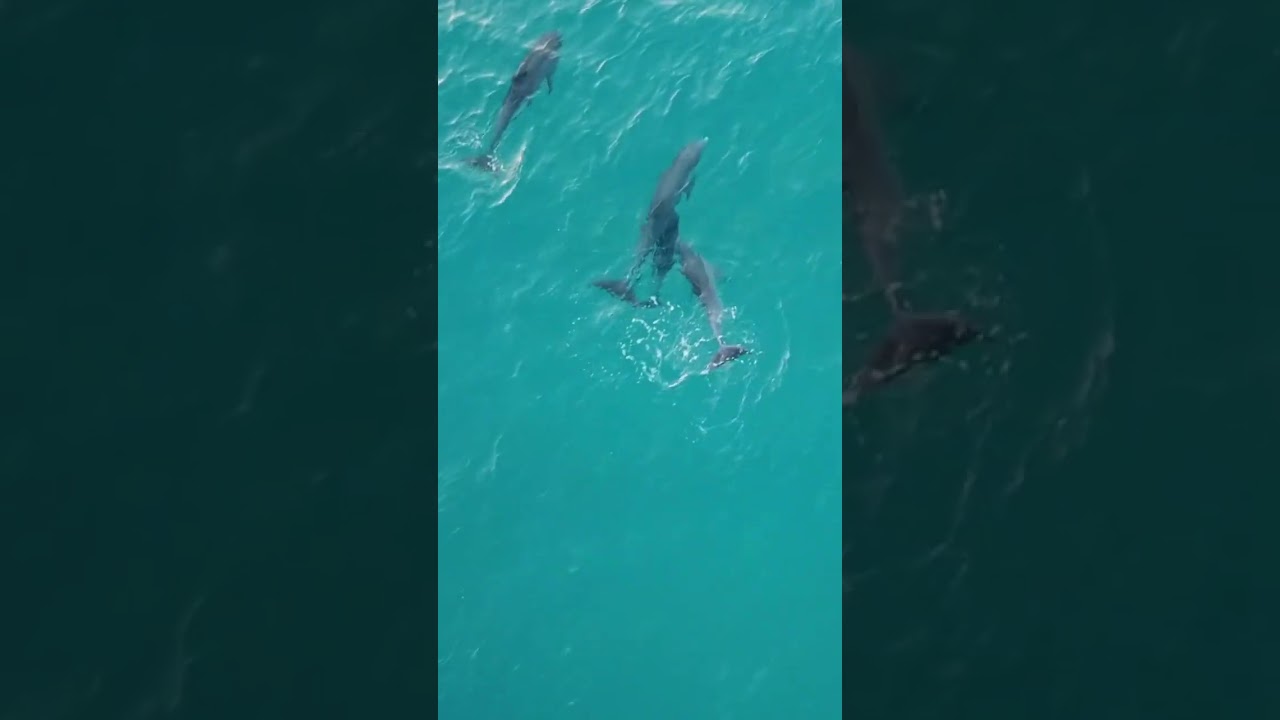 Playful Dolphin Tag in the Open Ocean! 🐬🌊Ocean Adventure Fun with Dolphins! 